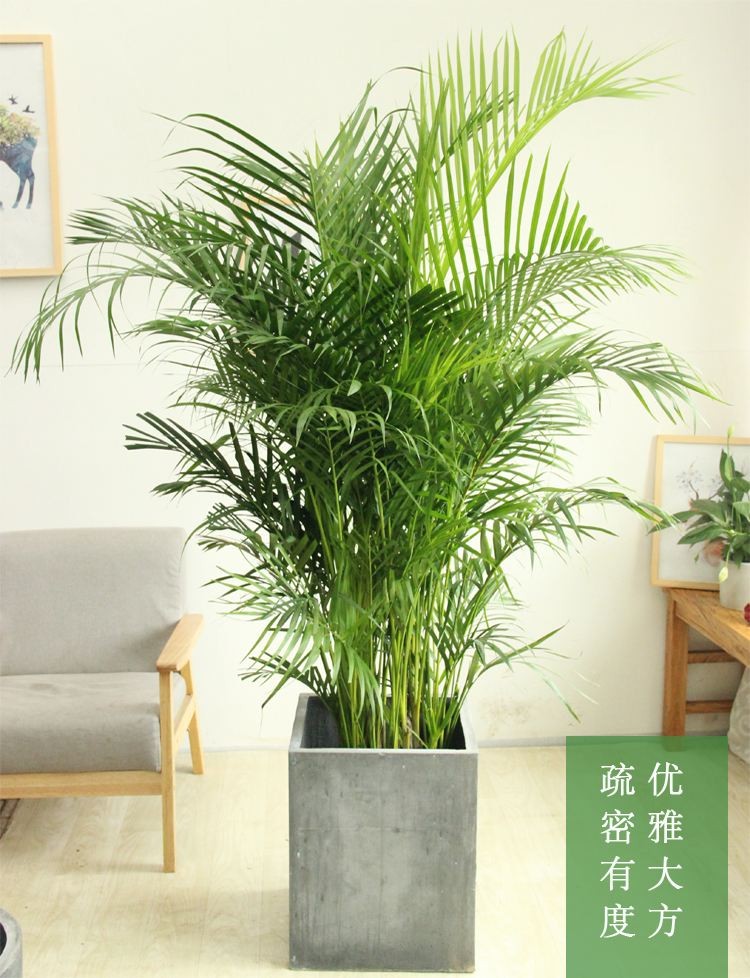 朝陽(yáng)區(qū)某酒店大廳綠植租賃案例