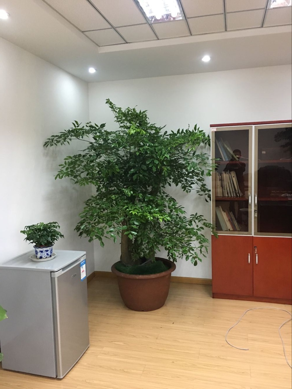 室內(nèi)綠植租賃多少錢(qián)？好處和擺放建議有哪些？